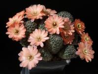 Thumbnail of 1454_Rebutia crassa R642_20190424_02(1).JPG